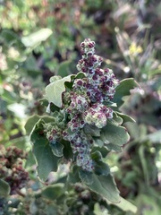 Chenopodiastrum murale