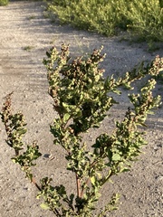 Chenopodiastrum murale
