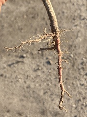 Chenopodiastrum murale
