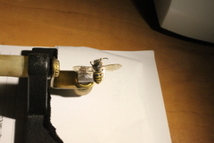 Dolichovespula norvegicoides