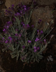 Boechera breweri breweri