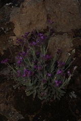 Boechera breweri breweri