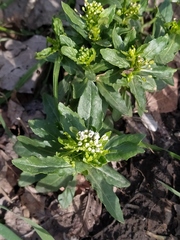 Thlaspi arvense