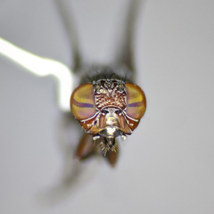 Notogramma purpuratum