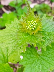 Alliaria petiolata