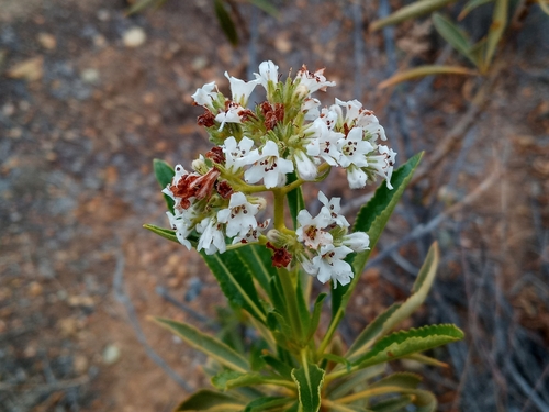 Hairy yerba santa (Eriodictyon trichocalyx)