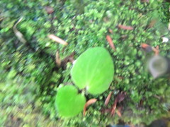 Begonia semperflorens-cultorum