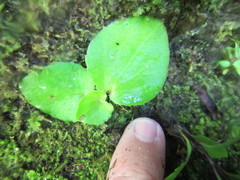 Begonia semperflorens-cultorum