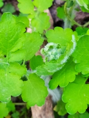 Chelidonium majus