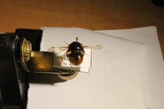 Pterodontia flavipes