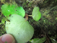 Begonia semperflorens-cultorum