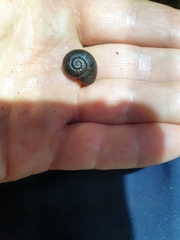 Powelliphanta traversi traversi
