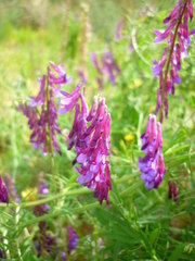 Vicia eriocarpa