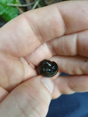 Powelliphanta traversi traversi
