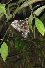 Morpho helenor narcissus