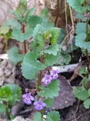 Glechoma hederacea