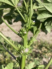 Malva parviflora