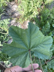 Malva parviflora