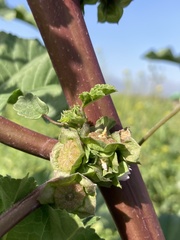 Malva parviflora
