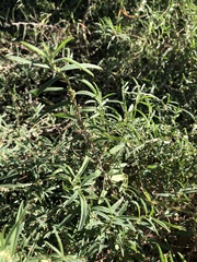 Indigofera linifolia