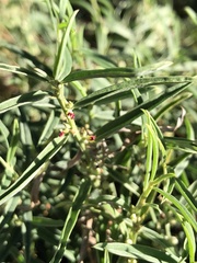 Indigofera linifolia