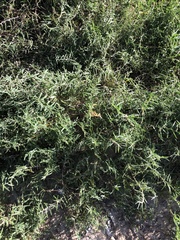 Indigofera linifolia