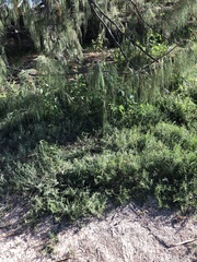 Indigofera linifolia