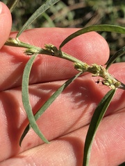 Indigofera linifolia