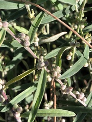 Indigofera linifolia