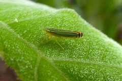 Sibovia