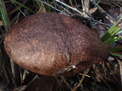 Tylopilus brunneus