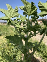 Malva parviflora