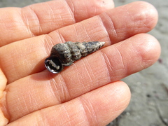 Cerithideopsis californica