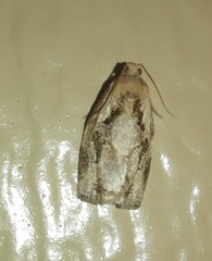 Archips grisea