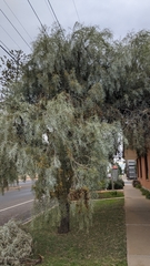 Acacia pendula
