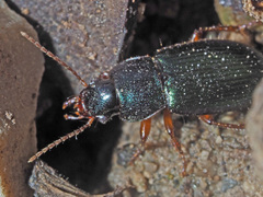 Ophonus azureus