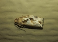 Archips grisea