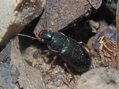 Ophonus azureus
