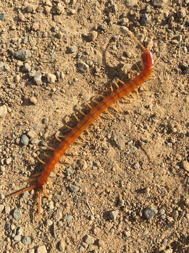 Scolopocryptopidae