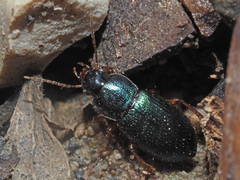 Ophonus azureus