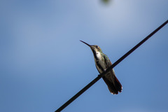 Anthracothorax nigricollis