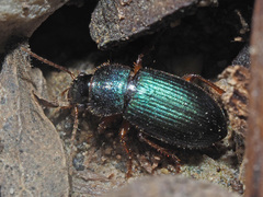 Ophonus azureus