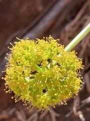 Lomatium latilobum