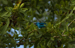 Dacnis cayana