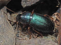 Ophonus azureus