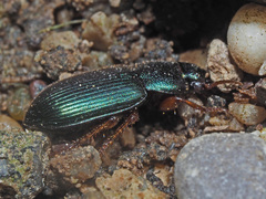 Ophonus azureus