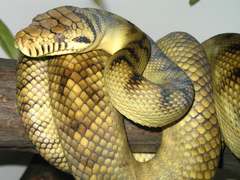 Amethystine Python photo 2