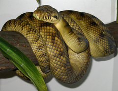 Amethystine Python photo 5