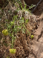 Lomatium latilobum