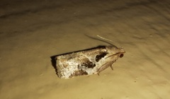 Archips grisea